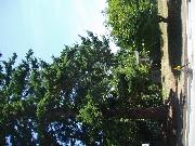 Street view of house showing large tree